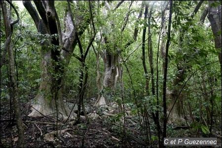 Mapous gris, Pisonia subcordata