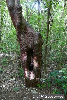 Vieux gommier rouge, Bursera simaruba