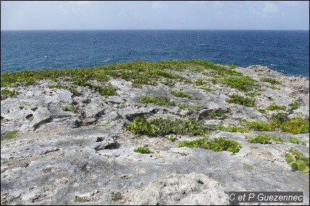 Pointe de Caye Plate