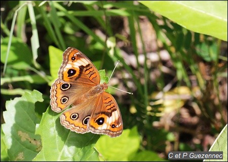 Papillon Savane, Junonia evarete zonalis