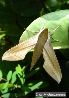  Papillon Xylophanes tersa