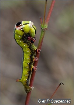 Chenille de papillon sphinx