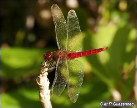 Libellule Brachymesia furcata mâle