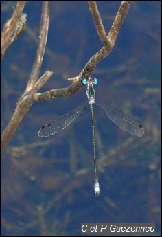 Libellule Lestes forficula mâle