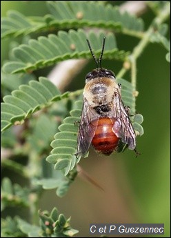  Abeille Centris lanipes