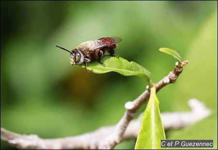  Abeille Centris lanipes