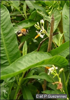 Abeille Centris decolorata, femelle