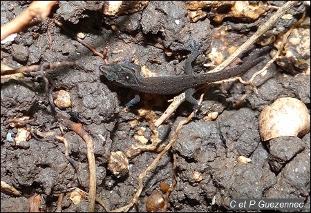 Sphaerodactylus fantasticus anidrotus