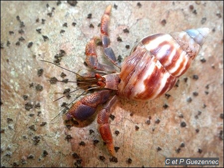 Bernard l'Ermite  Coenobita clypeatus