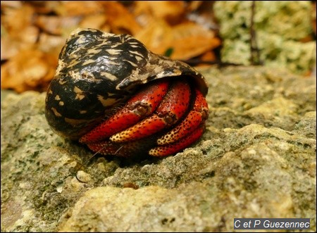 Bernard l'Ermite  Coenobita clypeatus