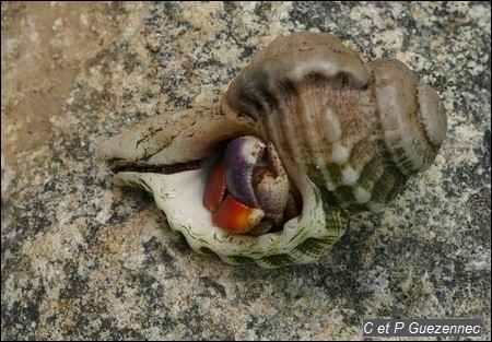 Bernard l'Ermite  Coenobita clypeatus