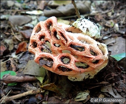 Champignon Clathrus crispus Turpin