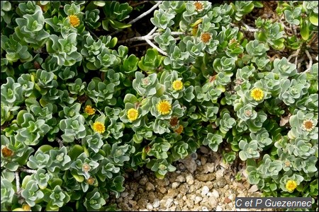 Fleur soleil bord de mer, Borrichia arborescens