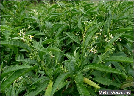 Solanum bahamense