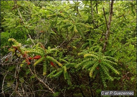 Bois de Houx, Comocladia dodonaea