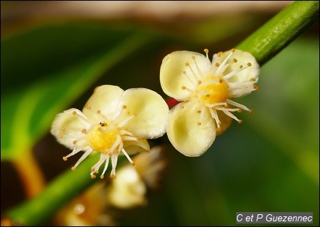 Fleurs de Garcinia humilis