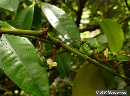 Garcinia humilis