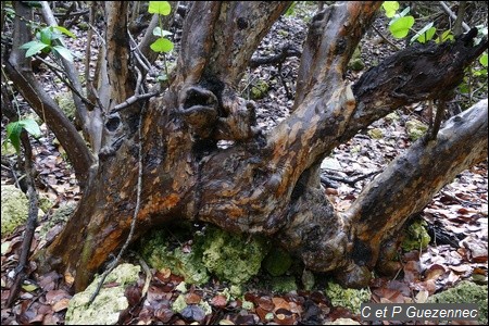 Vieux Raisinier bord de mer, Coccoloba uvifera