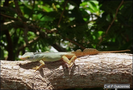 Anolis ferreus mâle