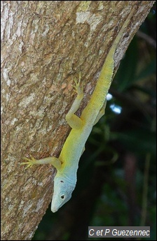 Anolis ferreus mâle