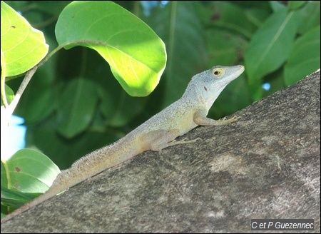 Anolis ferreus mâle