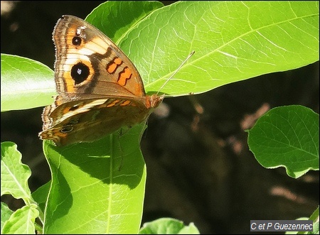 Savane, Junonia evarete zonalis