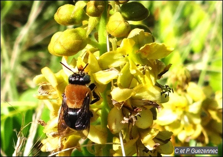 Abeille sauvage Centris versicolor