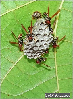 Guêpes Polistes crinitus multicolor