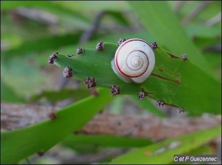 Escargot sur feuille de Farine Chaude, Phyllanthus epiphyllantus