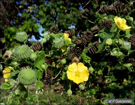 Abutilon hirtum  avec fleurs et fruits