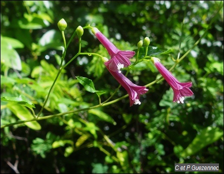 Patate rouge bord de mer, Jacquemontia solanifolia