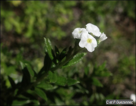 Heliotropium ternatum