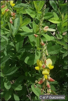 Pois zombi jaune, Crotalaria retusa