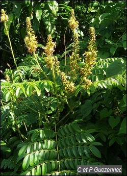 Canique, Caesalpinia bonduc.