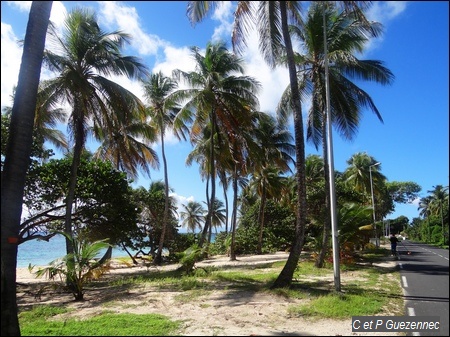 Cocotiers de la plage de La Feuillère