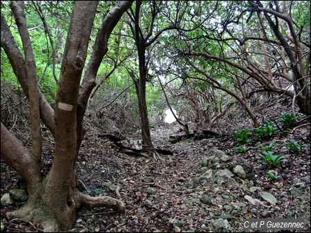 Ravine d'accès aux Galeries