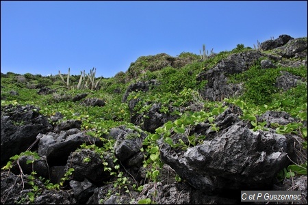 Pointe Mathurine