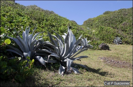 Agaves et raisiniers Bord de Mer