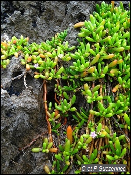 Pourpier bord de mer, Sesuvium portulacastrum.