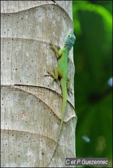 Anolis ferreus femelle