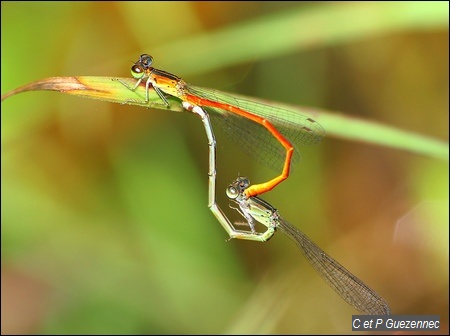 Accouplement de Telebasis corallina