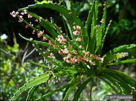 Farine Chaude, Phyllanthus epiphyllantus