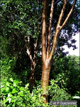 Gommier rouge, Bursera simaruba