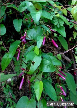 Patate rouge bord de mer, Jacquemontia solanifolia 