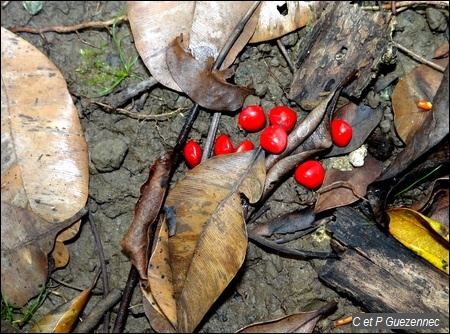 Graines l'Eglise, Adenanthera  pavonima.