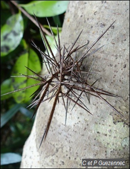 Bois oursin ou Attrape-sot, Xylosma buxifolium