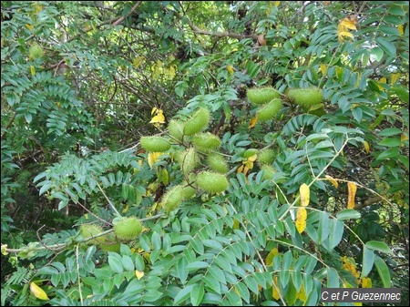 Caesalpinia bonduc