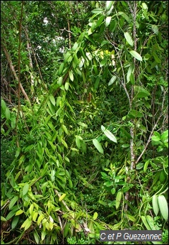 Vanilla planifolia