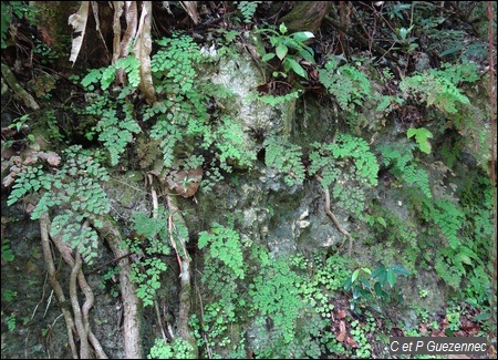 fougère capillaire Adiantum tenerum