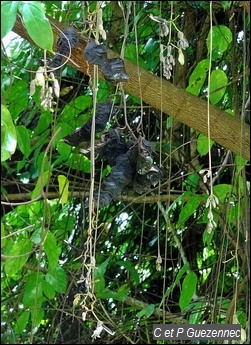  lianes Oeil de Boeuf , Mucuna urens